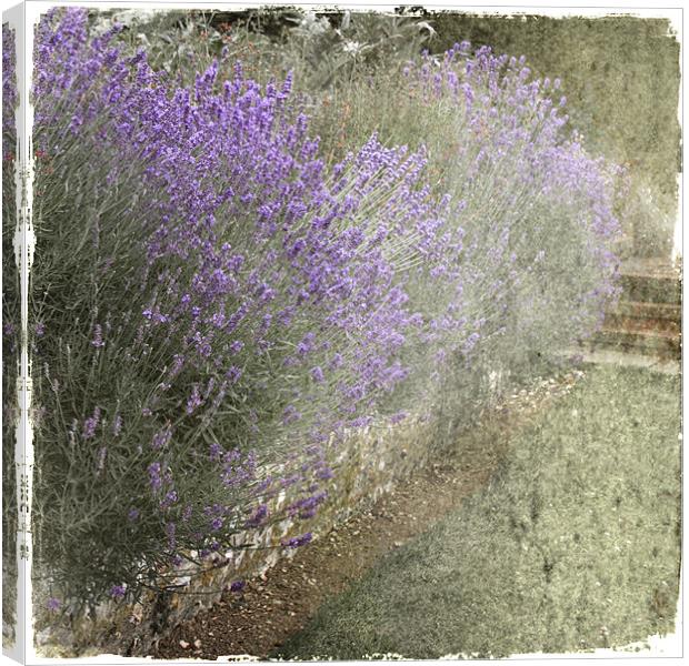 Summer Lavender Canvas Print by Dave Turner
