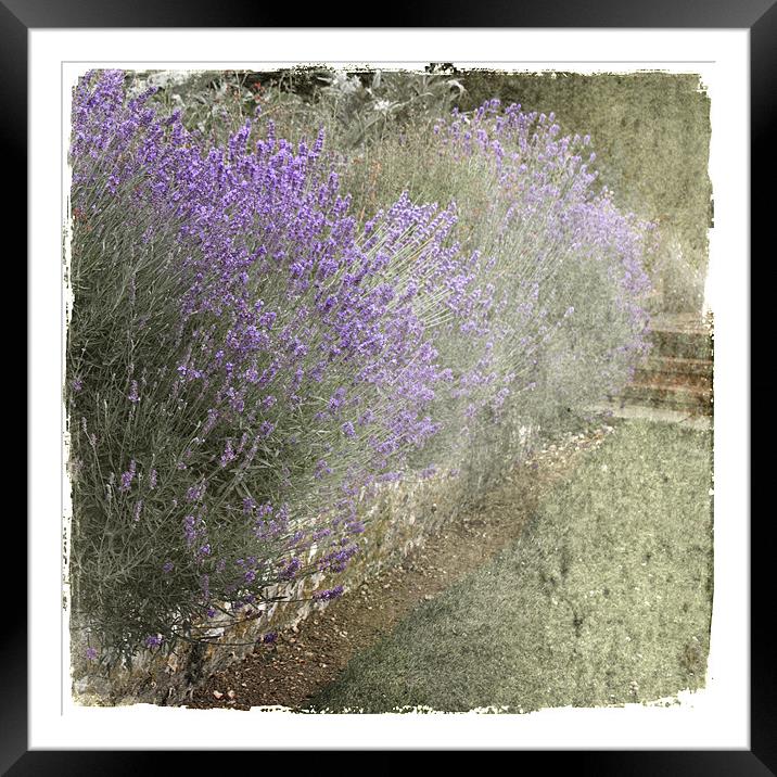 Summer Lavender Framed Mounted Print by Dave Turner