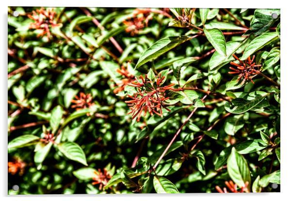 Firebush Or Hummingbird Bush (Hamelia Patens) Flow Acrylic by Radu Bercan