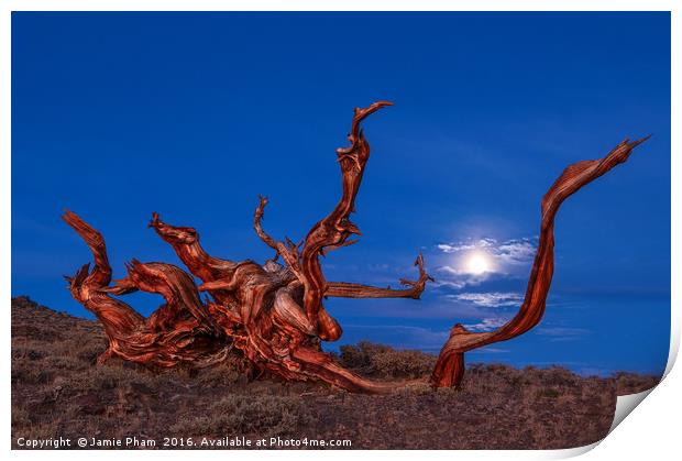 Dramatic view of the Ancient Bristlecone Pine Fore Print by Jamie Pham