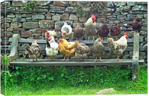 Hens on a Bench in Dentdale Cumbria -  Canvas Print by Nick Jenkins