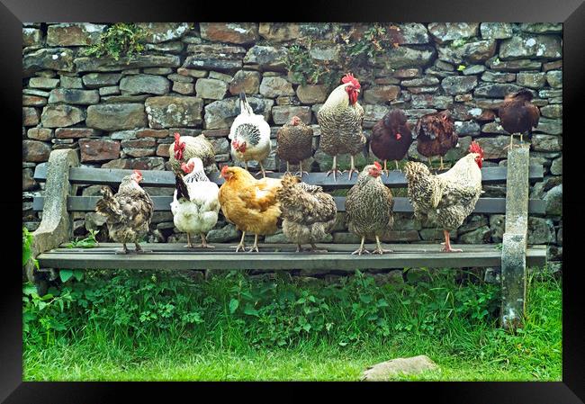 Hens on a Bench in Dentdale Cumbria -  Framed Print by Nick Jenkins