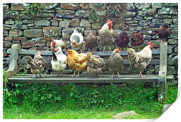 Hens on a Bench in Dentdale Cumbria -  Print by Nick Jenkins