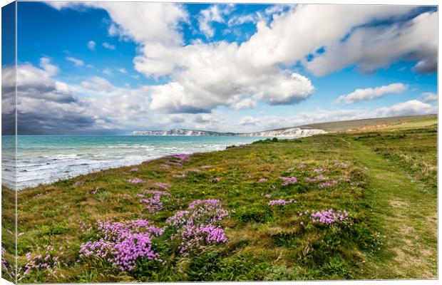 Compton Bay Sea Thrift Canvas Print by Wight Landscapes