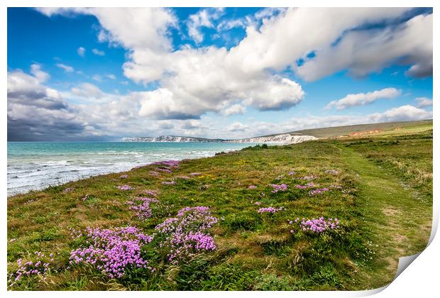 Compton Bay Sea Thrift Print by Wight Landscapes
