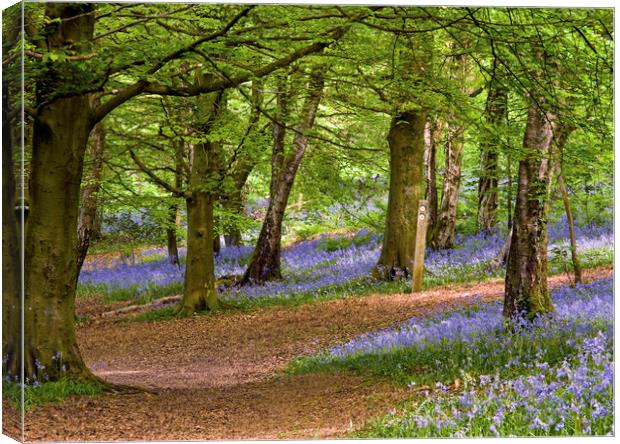 Spring in the Wenallt Bluebell Woods Cardiff Canvas Print by Nick Jenkins