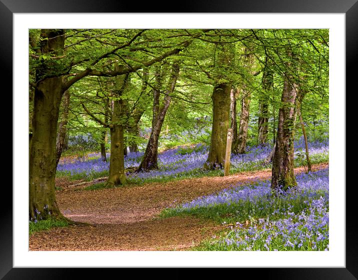 Spring in the Wenallt Bluebell Woods Cardiff Framed Mounted Print by Nick Jenkins