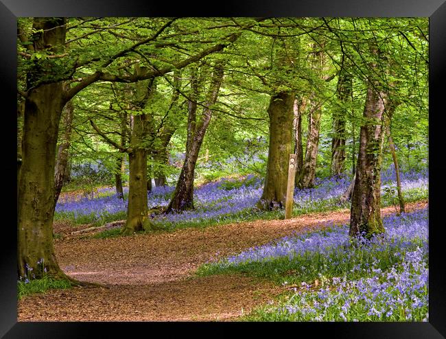 Spring in the Wenallt Bluebell Woods Cardiff Framed Print by Nick Jenkins