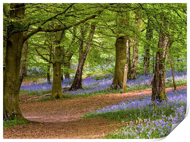 Spring in the Wenallt Bluebell Woods Cardiff Print by Nick Jenkins