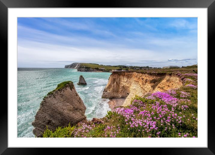 Freshwater Bay Sea Pinks Framed Mounted Print by Wight Landscapes