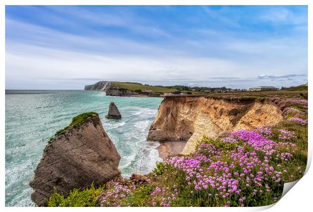 Freshwater Bay Sea Pinks Print by Wight Landscapes