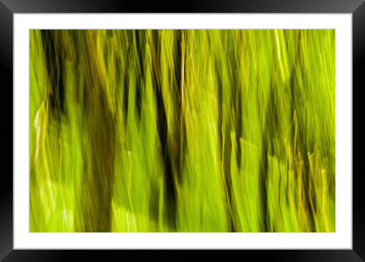 The Enchanted Wood Framed Mounted Print by Nick Jenkins