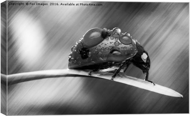 Ladybird on grass Canvas Print by Derrick Fox Lomax