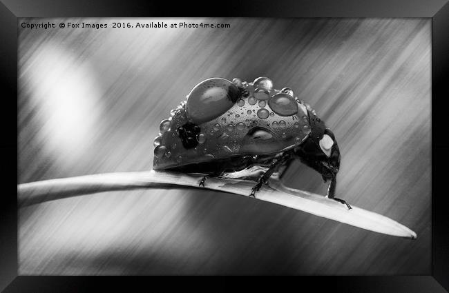 Ladybird on grass Framed Print by Derrick Fox Lomax