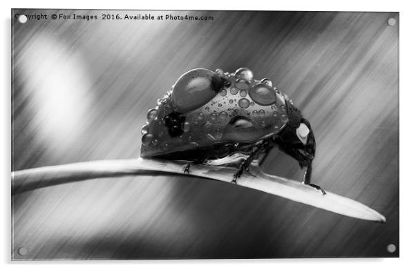 Ladybird on grass Acrylic by Derrick Fox Lomax
