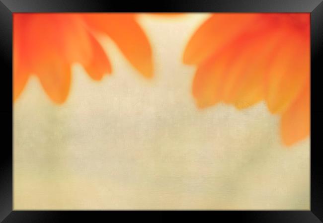 FLOWER IMPRESSION Framed Print by Chris Harris