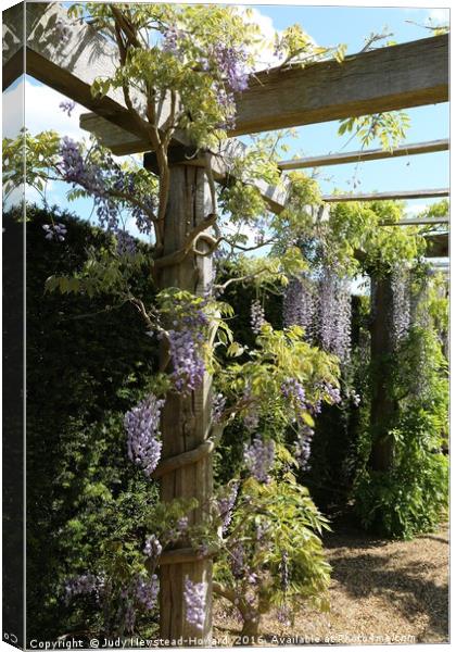 Wisteria Alley Canvas Print by Judy Newstead-Howard