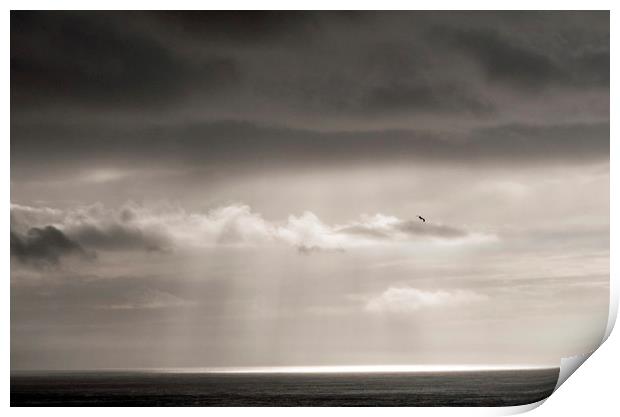 The Lone Seagull Print by Nick Jenkins