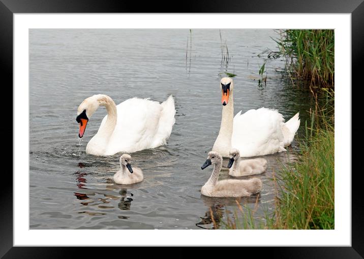 The Swan Family together with their cygnets Framed Mounted Print by Nick Jenkins
