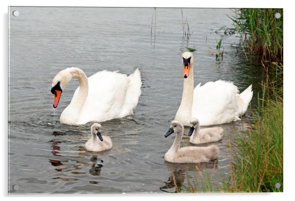 The Swan Family together with their cygnets Acrylic by Nick Jenkins