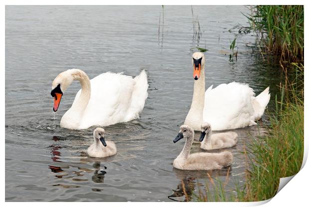 The Swan Family together with their cygnets Print by Nick Jenkins