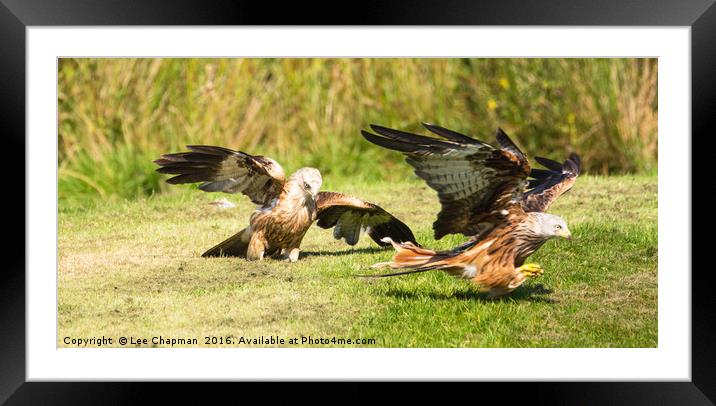 Red Kite food fight Framed Mounted Print by Lee Chapman