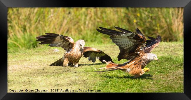 Red Kite food fight Framed Print by Lee Chapman