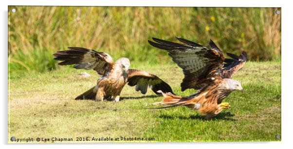 Red Kite food fight Acrylic by Lee Chapman