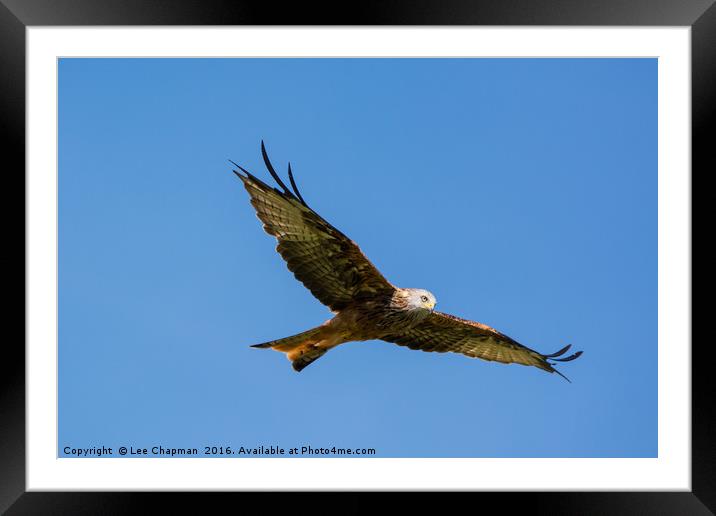 Majestic Red Kite Framed Mounted Print by Lee Chapman