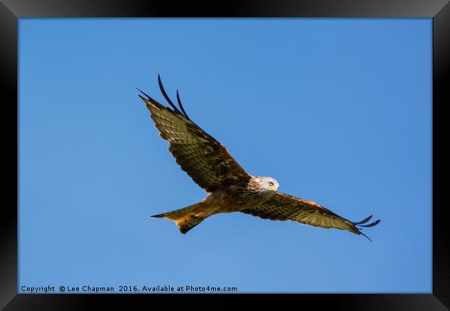 Majestic Red Kite Framed Print by Lee Chapman
