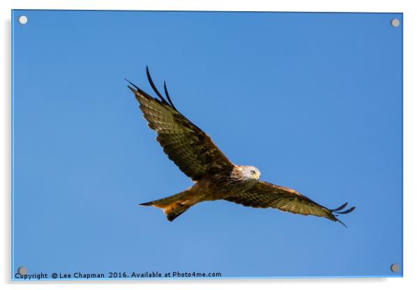 Majestic Red Kite Acrylic by Lee Chapman