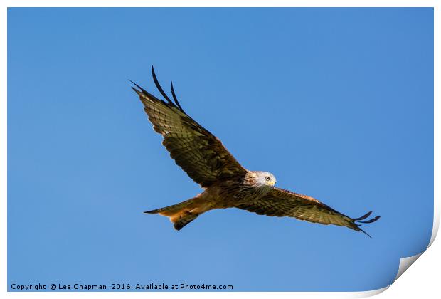 Majestic Red Kite Print by Lee Chapman