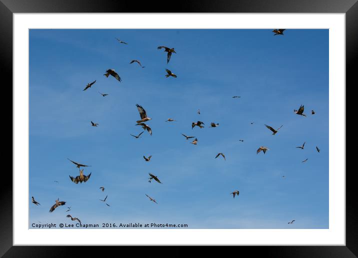 The Red Kites of Gigrin Farm Framed Mounted Print by Lee Chapman