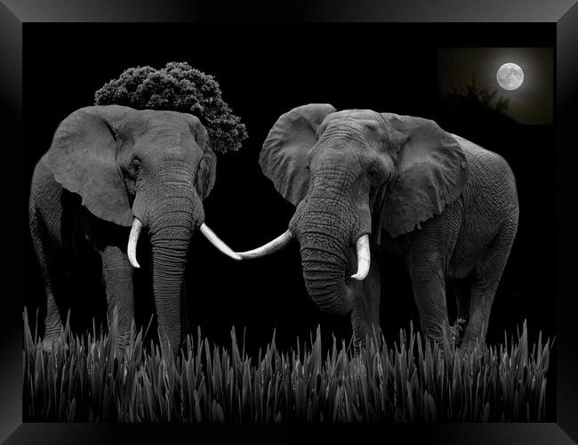 Bull Elephants Compete Framed Print by Henry Horton