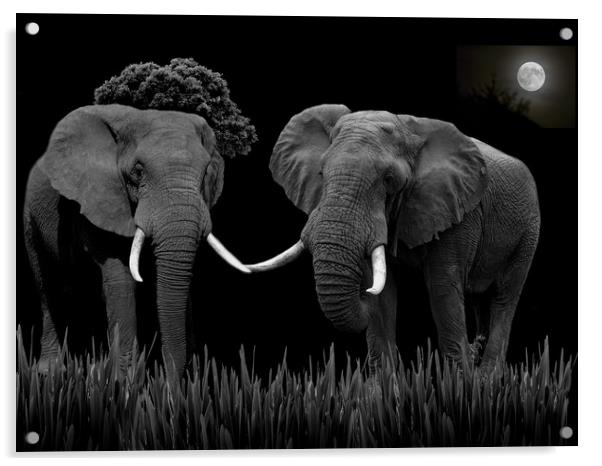 Bull Elephants Compete Acrylic by Henry Horton