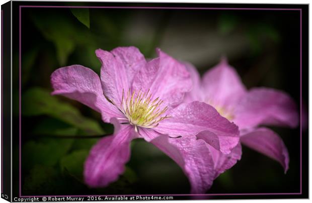 Pink Clematis Canvas Print by Robert Murray