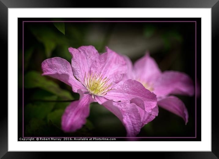 Pink Clematis Framed Mounted Print by Robert Murray
