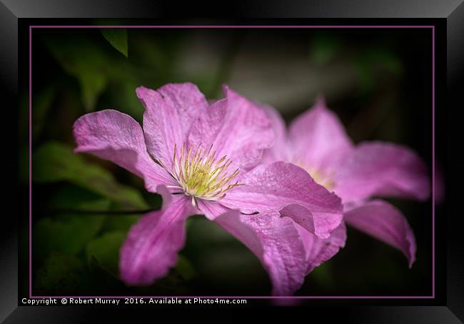 Pink Clematis Framed Print by Robert Murray