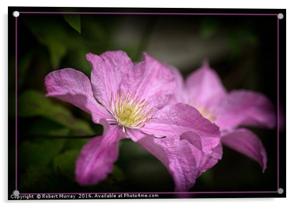 Pink Clematis Acrylic by Robert Murray