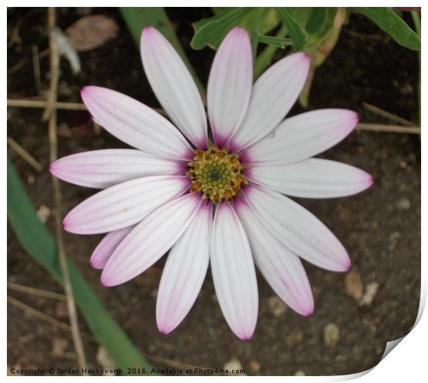 Purple tinted daisy flower Print by Jordan Hawksworth