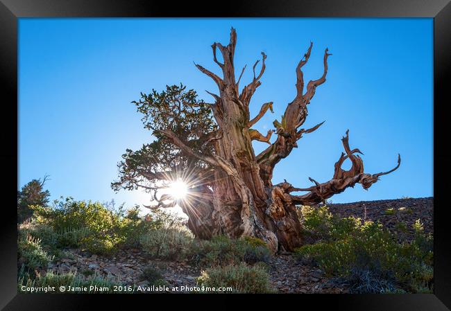 Dramatic view of the Ancient Bristlecone Pine Fore Framed Print by Jamie Pham