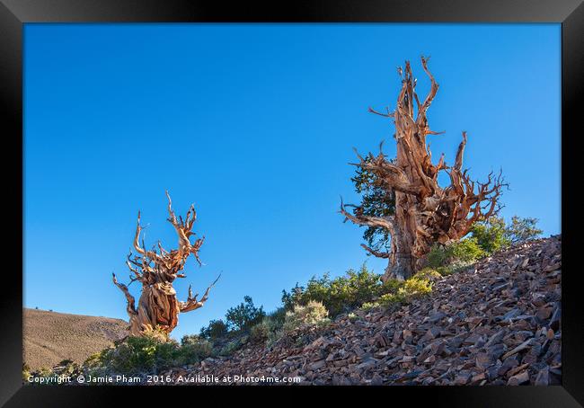 Dramatic view of the Ancient Bristlecone Pine Fore Framed Print by Jamie Pham