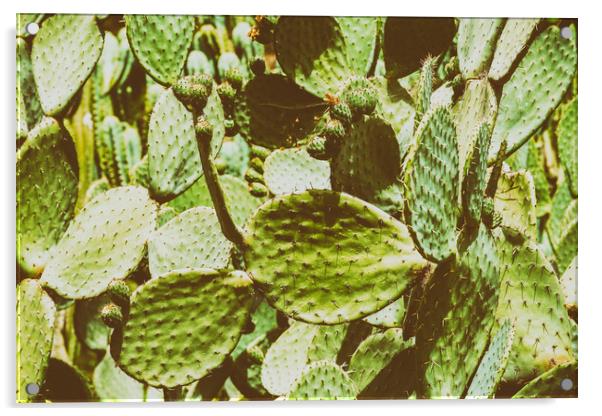 Green Cactus Fields In Summer Acrylic by Radu Bercan