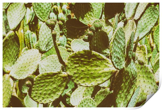 Green Cactus Fields In Summer Print by Radu Bercan