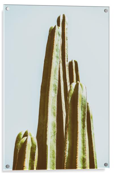 Green Cactus Fields In Summer Acrylic by Radu Bercan