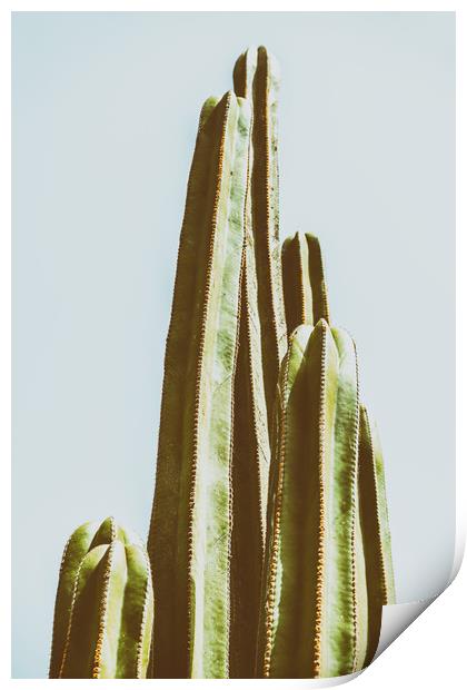 Green Cactus Fields In Summer Print by Radu Bercan