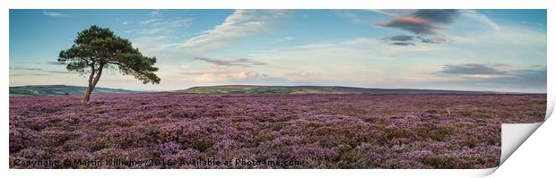 North York Moors Heather - Egton Moor Print by Martin Williams