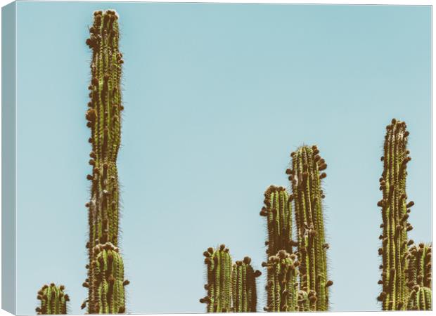 Green Cactus Fields In Summer Canvas Print by Radu Bercan
