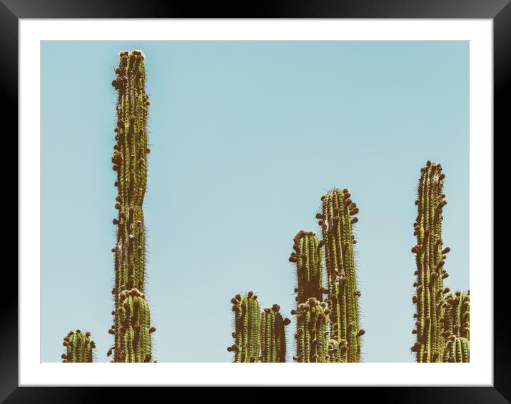 Green Cactus Fields In Summer Framed Mounted Print by Radu Bercan