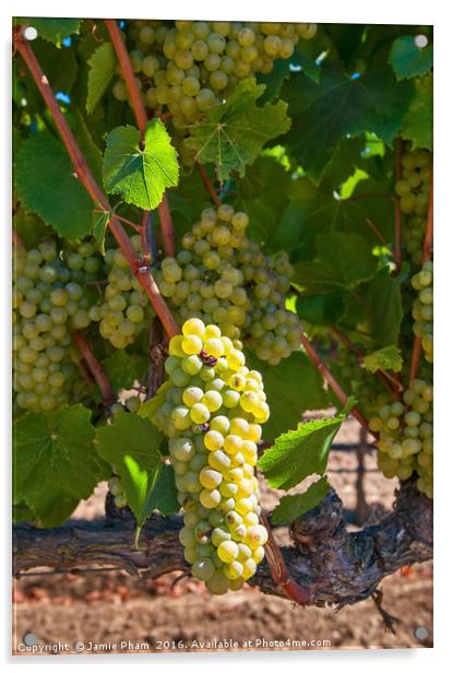 Beautiful view of wine vineyards in Napa Valley. Acrylic by Jamie Pham